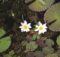 Parry Lagoons Nature Reserve - Airlie Beach Holiday