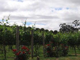 Manyara Vineyard - Airlie Beach Holiday 0