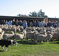 Curringa Farm - Accommodation and Farm Tours - Airlie Beach Holiday