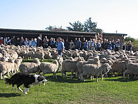 Curringa Farm - Accommodation And Farm Tours - Airlie Beach Holiday 0
