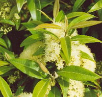 Tumbeela Native Bushfoods - Airlie Beach Holiday
