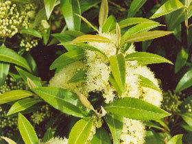 Tumbeela Native Bushfoods - Airlie Beach Holiday 0