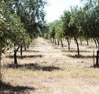 Talinga Grove Olive Oils - Airlie Beach Holiday