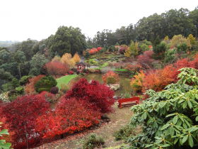 Emu Valley Rhododendron Garden - Airlie Beach Holiday 0