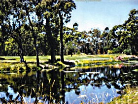 Forest ACT Airlie Beach Holiday