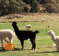 Maydena Country Cabins Accommodation  Alpaca Stud - Airlie Beach Holiday