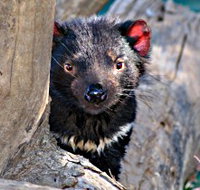 Trowunna Wildlife Sanctuary - Airlie Beach Holiday