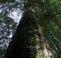 Styx Big Tree Reserve - Airlie Beach Holiday