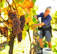 Native Point Wines - Airlie Beach Holiday