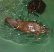 Platypus House - Airlie Beach Holiday