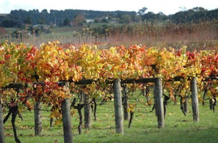 Apsley Gorge Vineyard - Airlie Beach Holiday 0
