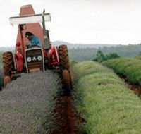 Bridestowe Lavender Farm - Airlie Beach Holiday