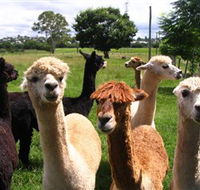 Banyandah Alpacas - Airlie Beach Holiday