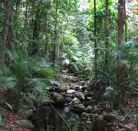 Mossman Gorge Rainforest Circuit Track Daintree National Park - Airlie Beach Holiday