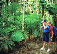 Mount Sorrow Ridge Trail Daintree National Park - Airlie Beach Holiday