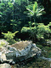 Conway State Forest - Airlie Beach Holiday 0