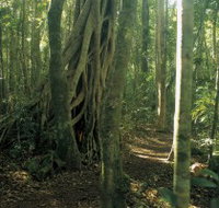 Mount Bithongabel - Airlie Beach Holiday