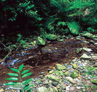 Wompoo Walk - Airlie Beach Holiday