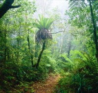 Lamington National Park Green Mountains Section - Airlie Beach Holiday