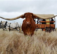 Texas Longhorn Wagon Tours and Safaris - Airlie Beach Holiday