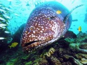 Lady Musgrave Island Dive Sites - Airlie Beach Holiday 0