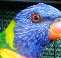 Fraser Coast Wildlife Sanctuary - Airlie Beach Holiday