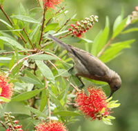 Birdwatching in Dysart - Airlie Beach Holiday