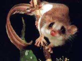 Carrowong Fauna Sanctuary - Airlie Beach Holiday 0