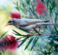 Windorah Nature Drive - Airlie Beach Holiday