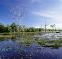 Tyto Wetlands - Airlie Beach Holiday