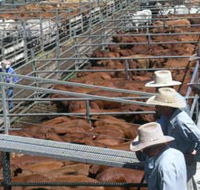 Dalrymple Sales Yards - Cattle Sales - Airlie Beach Holiday
