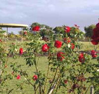 Elizabeth Park Rose Gardens - Airlie Beach Holiday