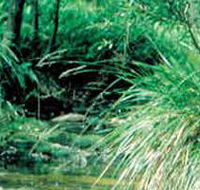 Lerderderg State Park - Airlie Beach Holiday