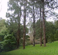 Mount Dandenong Arboretum - Airlie Beach Holiday