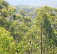 Bunyip State Park - Airlie Beach Holiday