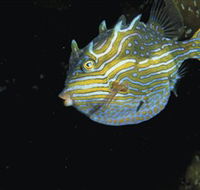 Mushroom Reef Marine Sanctuary - Airlie Beach Holiday
