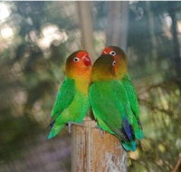 Ballarat Bird World - Airlie Beach Holiday