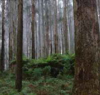 Kinglake National Park - Airlie Beach Holiday