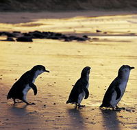 Phillip Island Nature Park - Airlie Beach Holiday