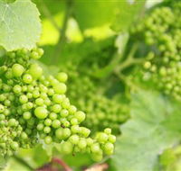 Waratah Hills Vineyard - Airlie Beach Holiday
