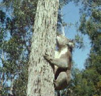 Creswick Regional Park - Airlie Beach Holiday