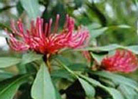 Alfred National Park - Airlie Beach Holiday 0