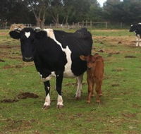 Animal Land Children's Farm - Airlie Beach Holiday