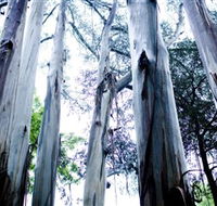Dandenong Ranges National Park - Airlie Beach Holiday