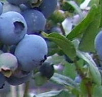 Tuckerberry Hill - Airlie Beach Holiday