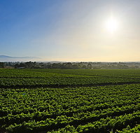 GREENSTONE VINEYARDS - Airlie Beach Holiday