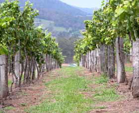 Villa D Esta Vineyard - Airlie Beach Holiday 1