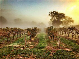 Lambert Estate Wines - Airlie Beach Holiday 1
