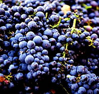 Nandroya Vineyard - Airlie Beach Holiday