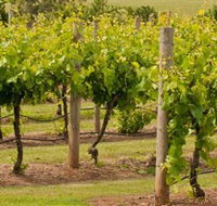 Mt Coghill Vineyard